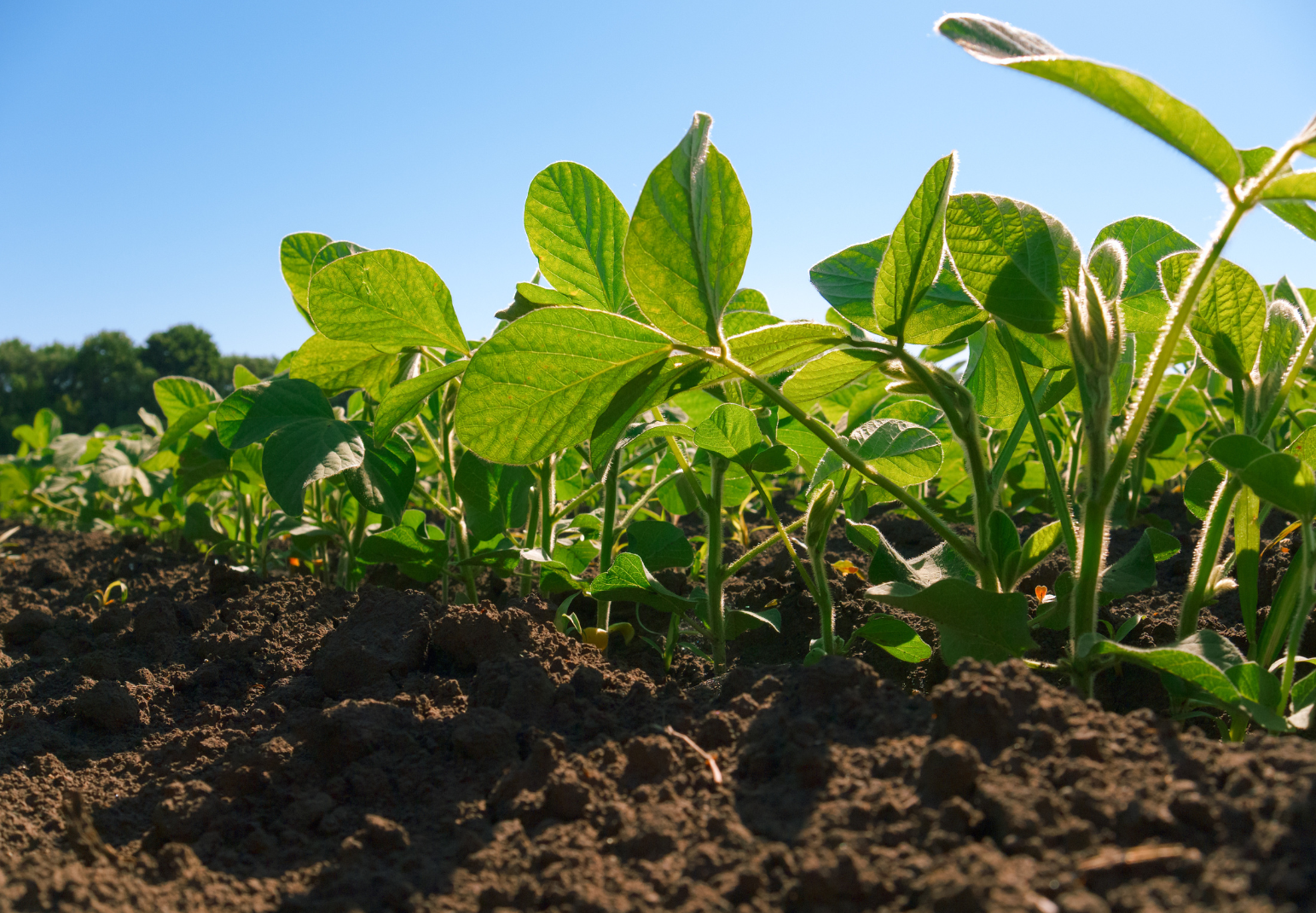 Soybean Pre-Planting Practices: Soil Preparation and Planting Dates and Distances