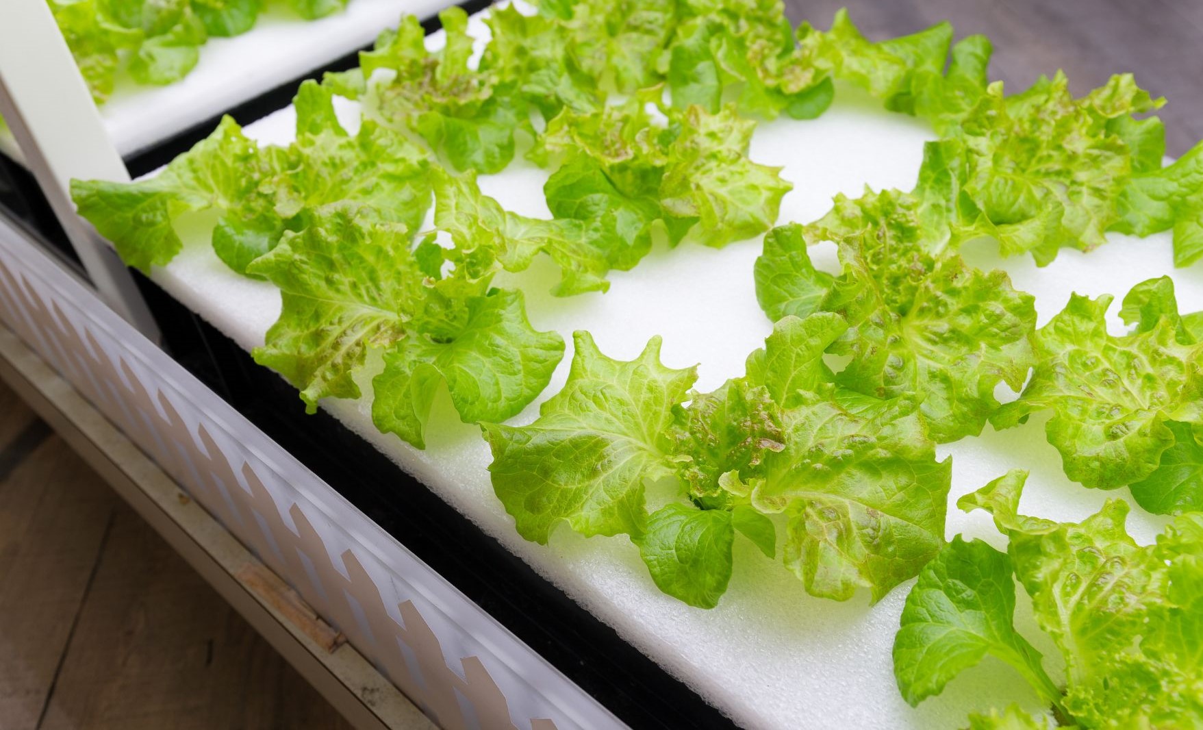 Different types of hydroponics systems and how they work
