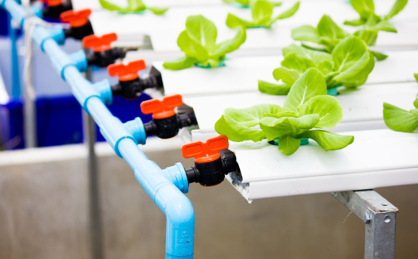 Different types of hydroponics systems and how they work | Wikifarmer