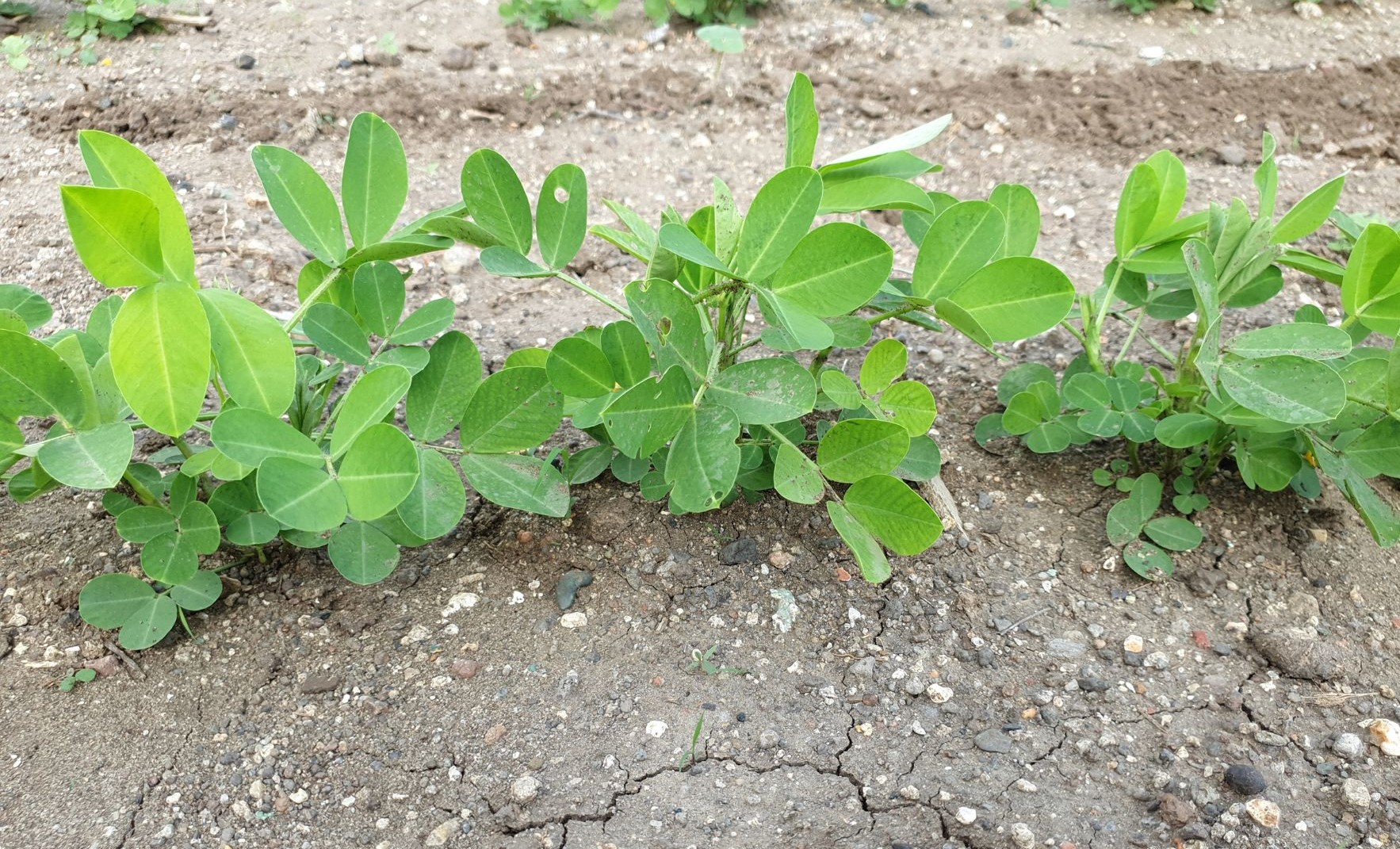 Groundnut Soil requirement, Soil preparation and Planting | Wikifarmer