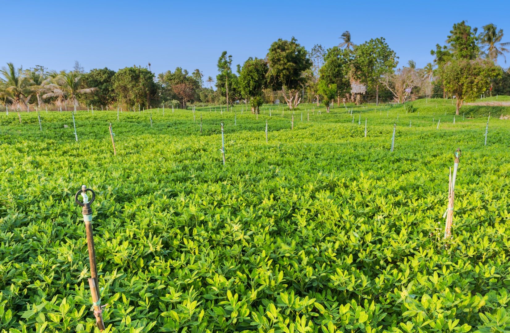 Irrigation Requirement and Methods for Groundnut Cultivation | Wikifarmer