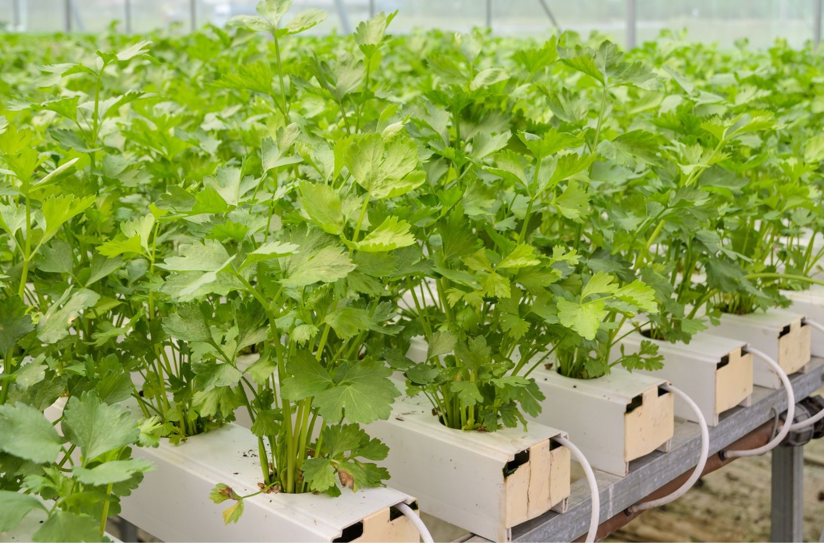 Different types of hydroponics systems and how they work