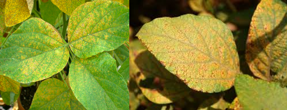 Soybean Diseases and Management Practice | Wikifarmer