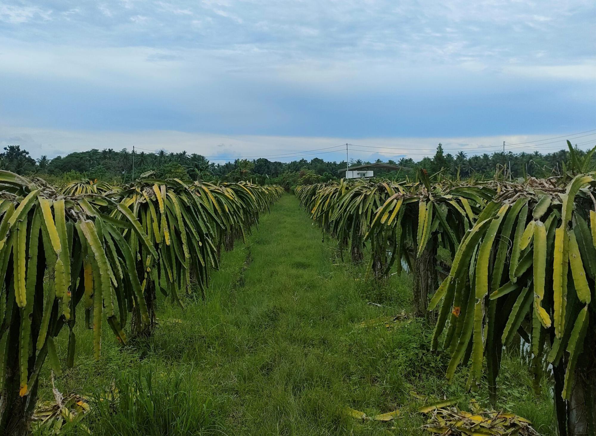 Necesidades hídricas y Sistemas de riego de la Fruta del Dragón