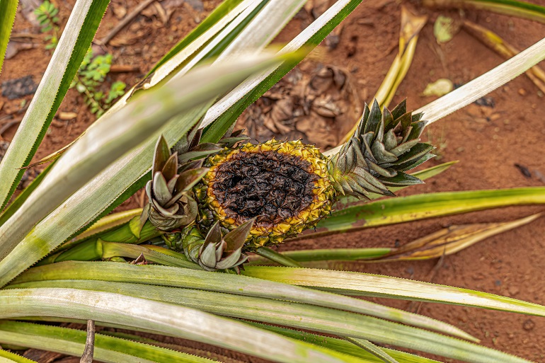 Protección de los cultivos de la piña