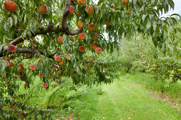 Peach orchard Κλάδεμα καρποφορίας & διαμόρφωσης στην ροδακινιά