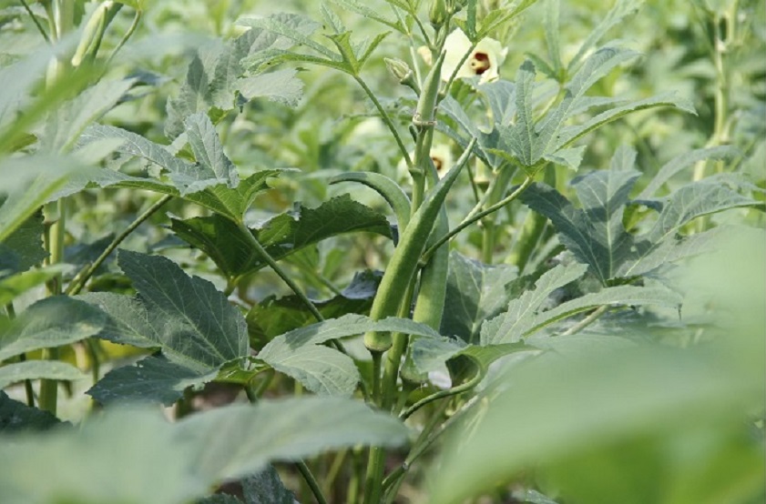 Okra Schädlings-, Krankheits- und Unkrautbekämpfung