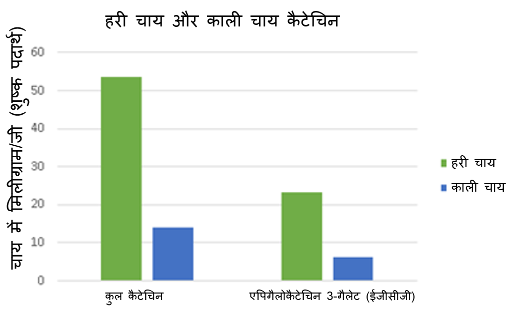 चाय में कैटेचिन