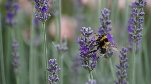 Landwirtschaftliche Verfahrensweisen zur Erhöhung der biologischen Artenvielfalt