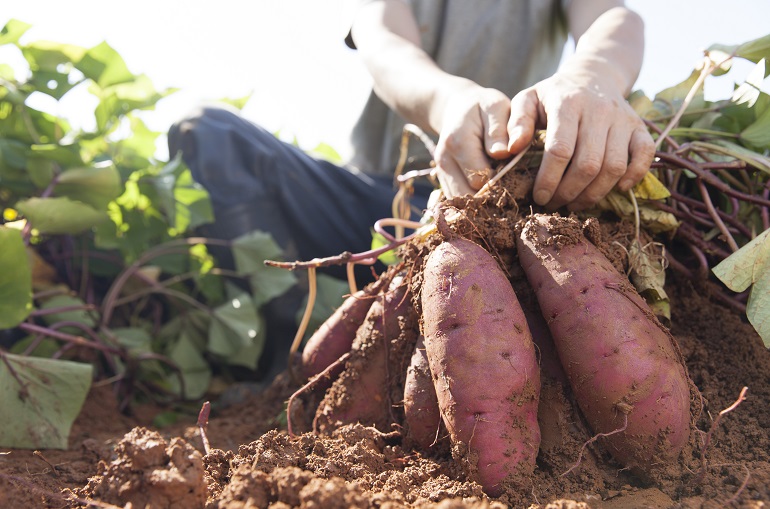 Wie man Süßkartoffeln im eigenen Garten anbaut Wikifarmer