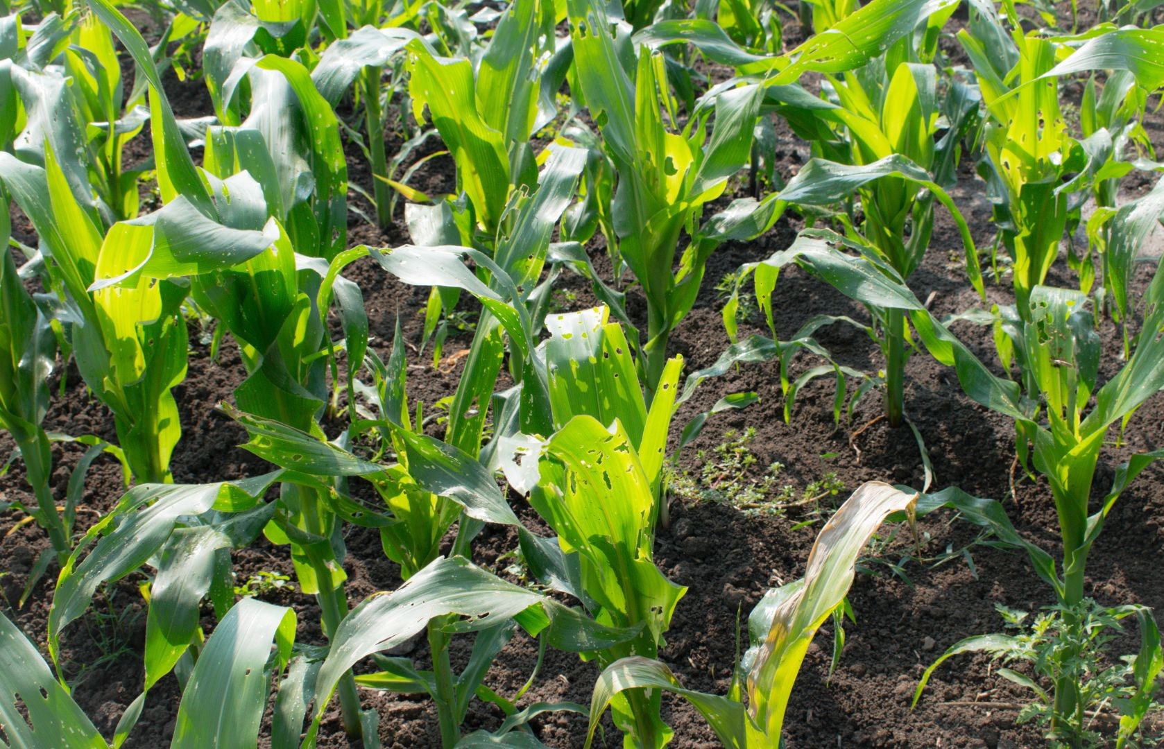 Green Farmer Story Presentation - 1 7 αποτελεσματικοί τρόποι προστασίας των καλλιεργειών από παράσιτα και ασθένειες
