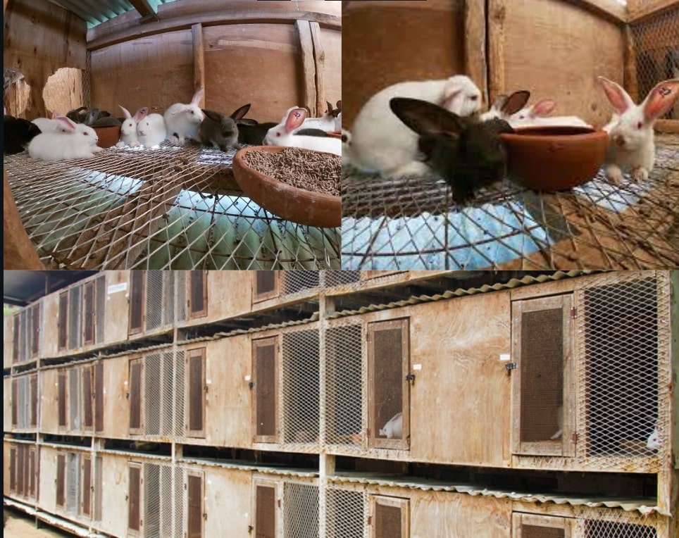 Cunicultura