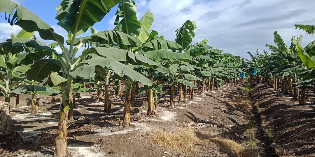 Necesidades de nutrientes del banano y programa de fertilización