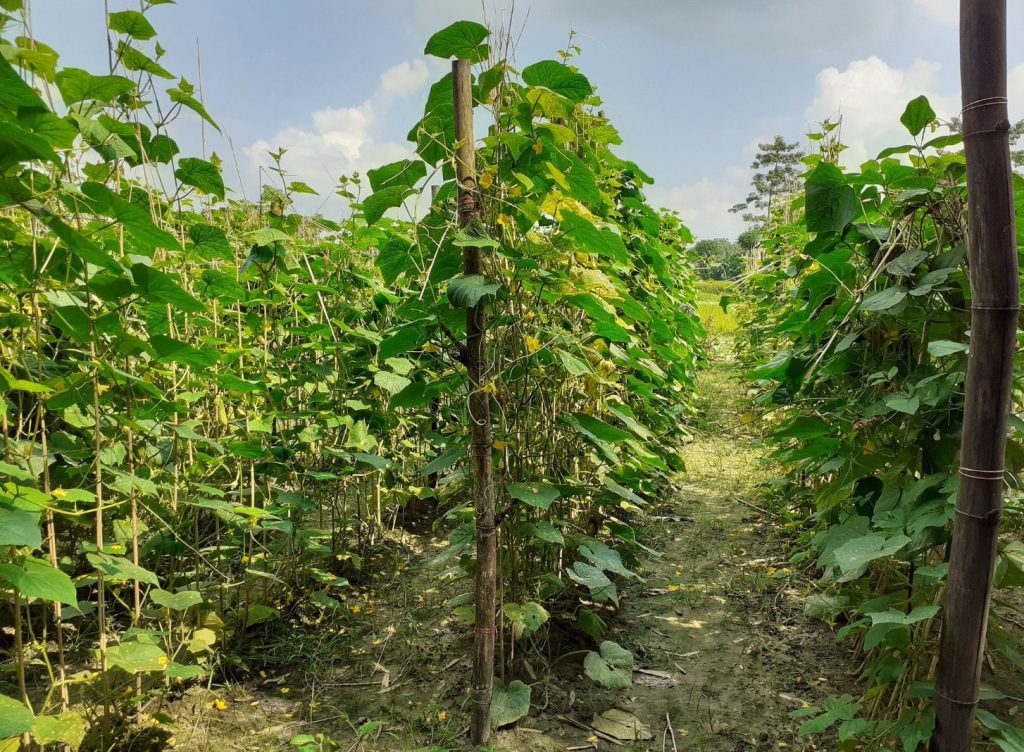 Historia del pepino, información sobre la planta, datos de interés y valor nutritivo