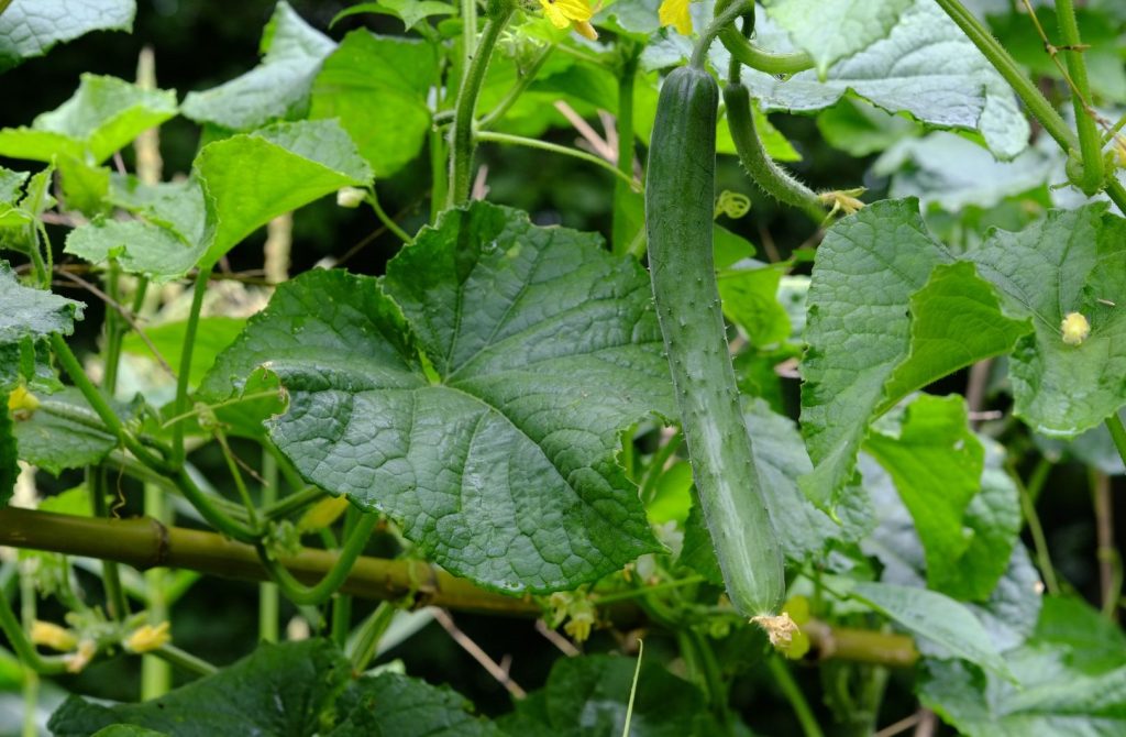 Historia del pepino, información sobre la planta, datos de interés y valor nutritivo