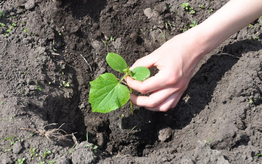  plantar pepino