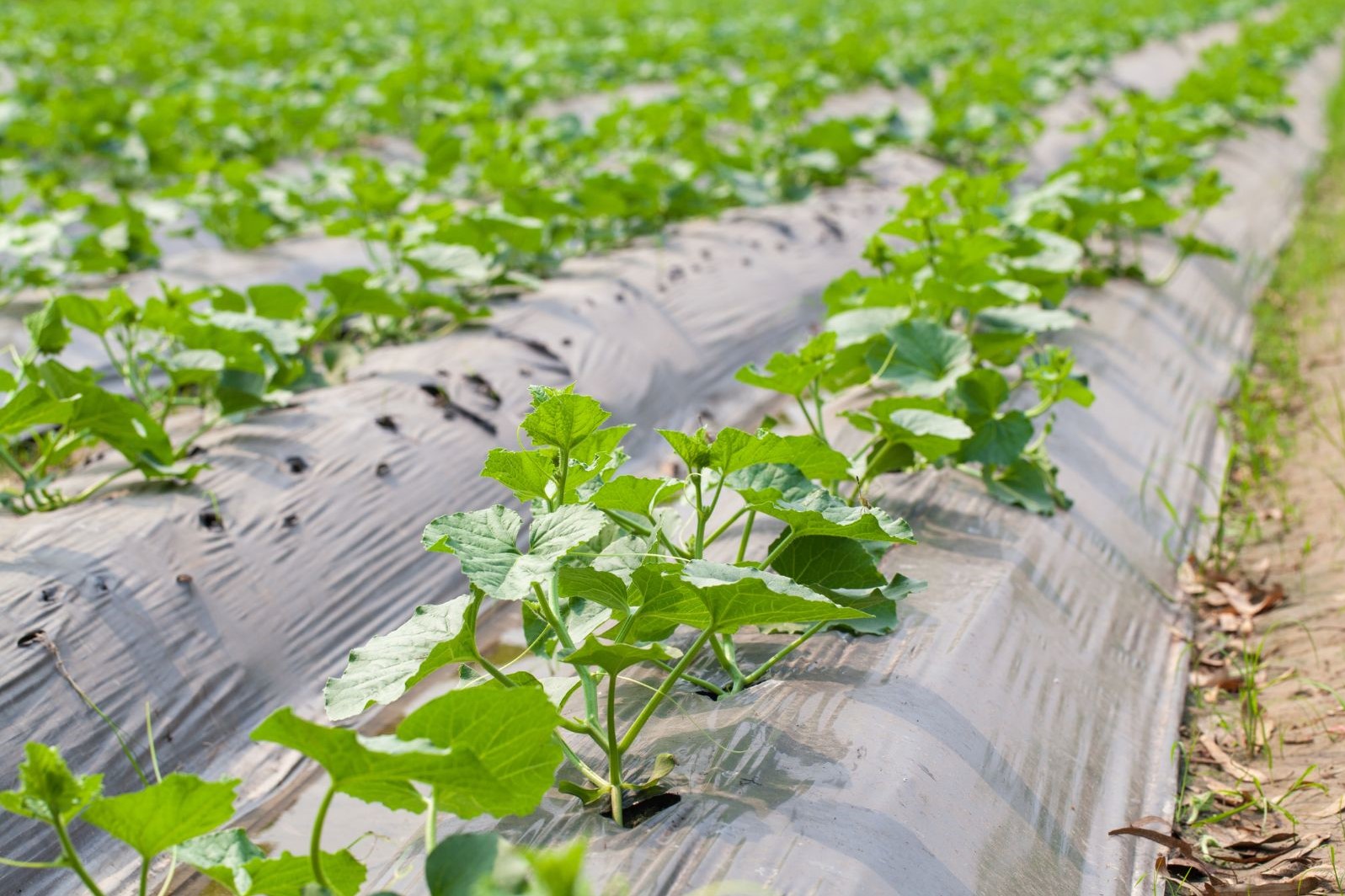 Preparación del suelo para el cultivo del pepino, requisitos climáticos, requisitos del terreno y de siembra