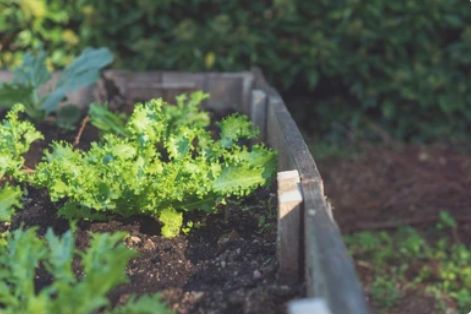 Endive and Escarole Fertilization Requirements