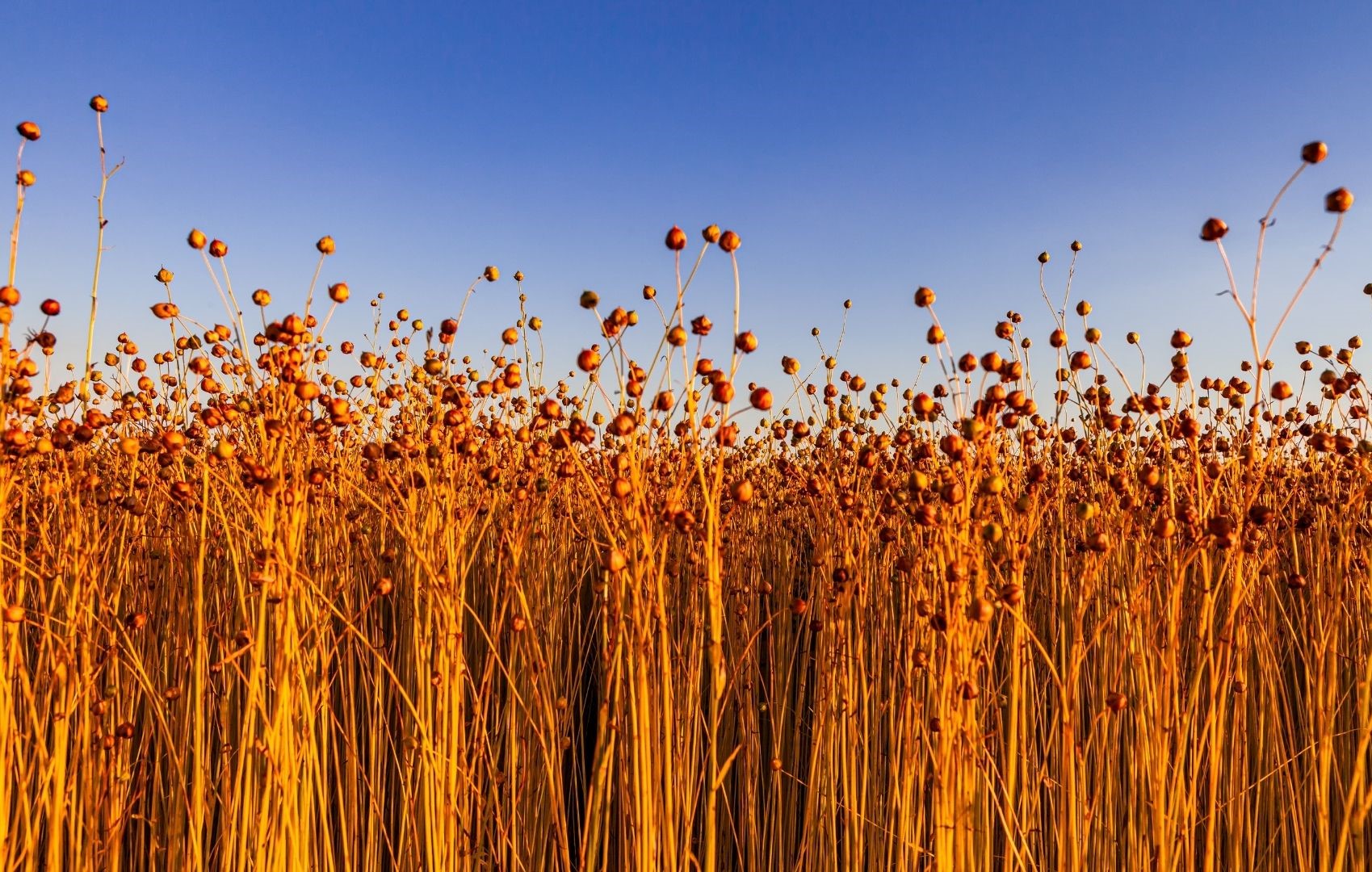 كيفية زراعة الكتان (بذر الكتان) الدلـيل الإرشـادى لمحــصول الكــتان