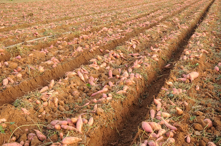 Comment cultiver des patates douces pour en tirer un profit