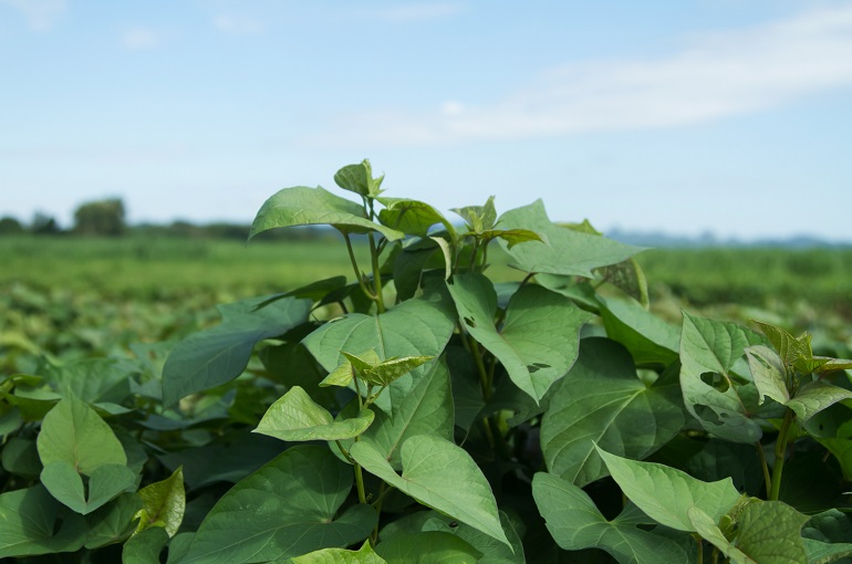 Informations sur la Plante de Patate Douce et Sélection des Variétés