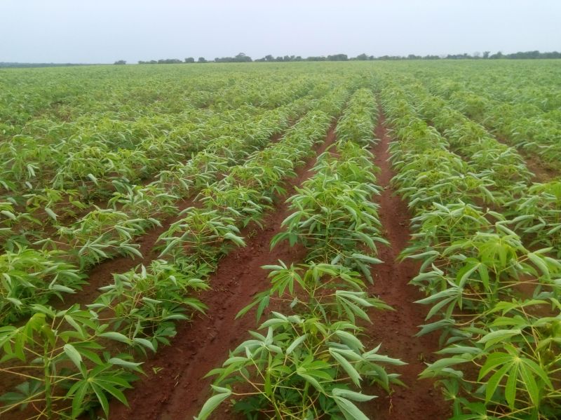 Manioc Histoire, valeur nutritionnelle et informations sur la plante.1