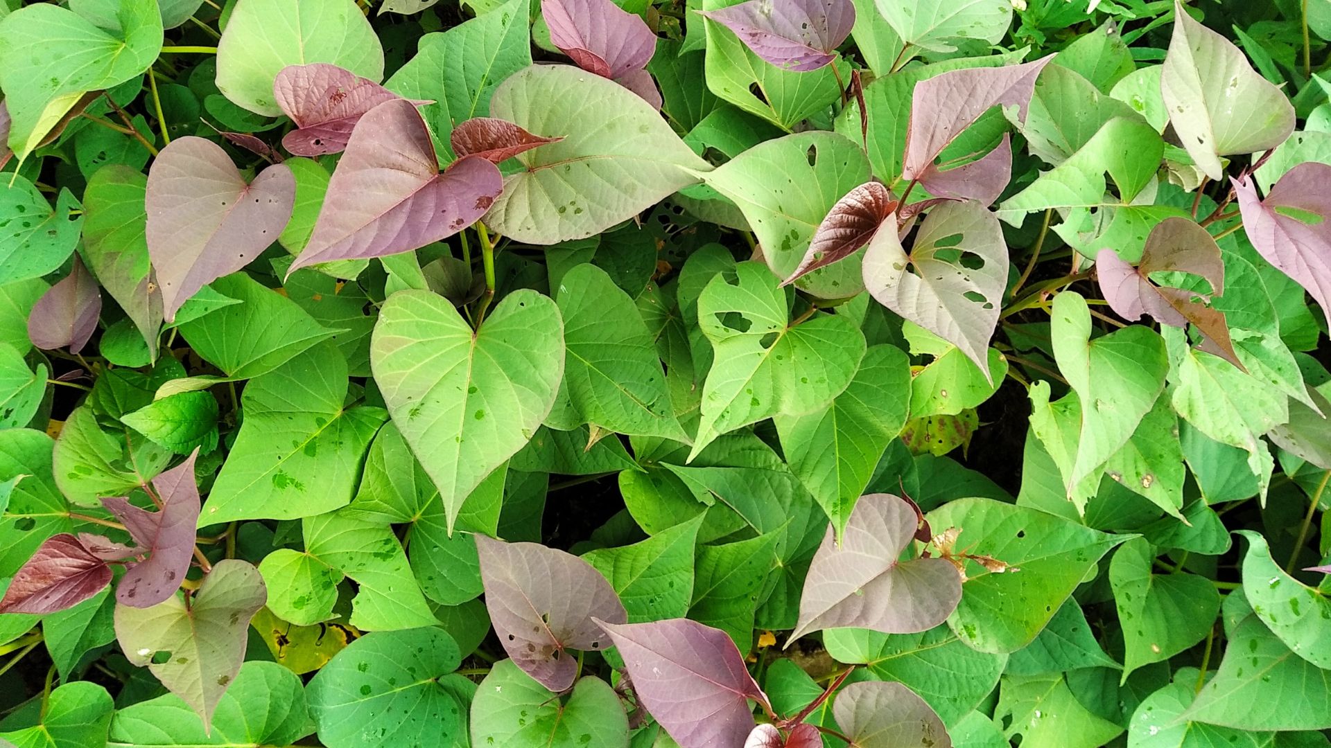 Challenge of Virus Disease Threats to Sweet Potatoes