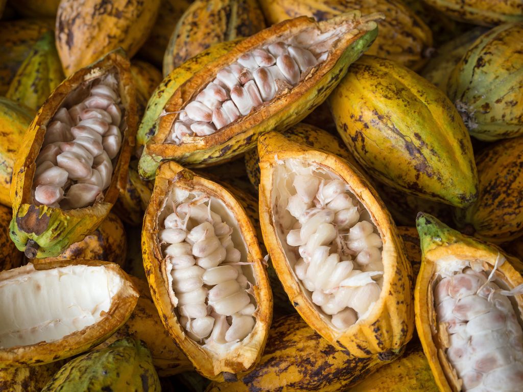 From Waste to Resource: Exploring Circular Solutions for Cocoa Pod Husk ...