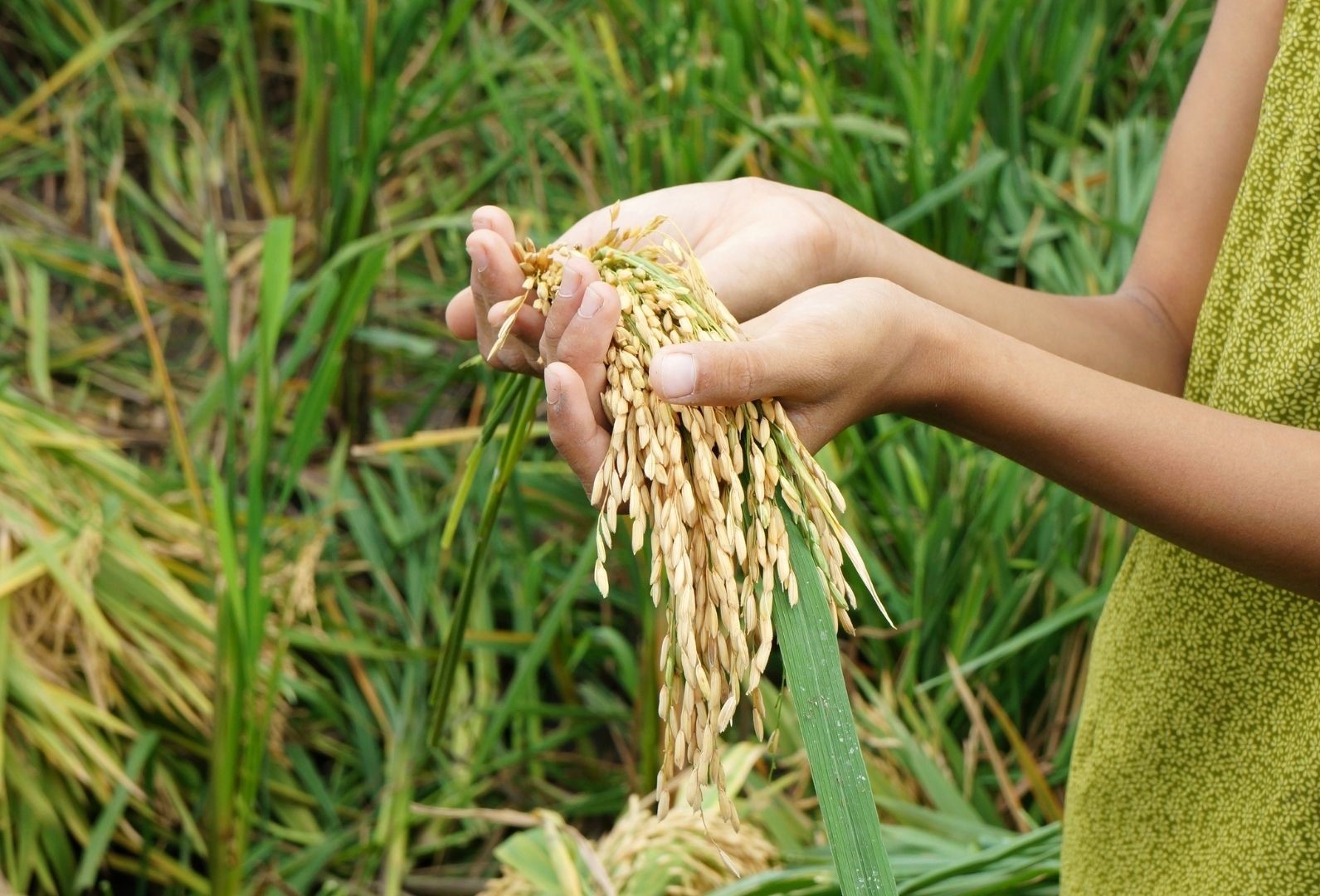 Sustainability lexicon - 13 Apa yang dimaksud dengan ketahanan pangan?