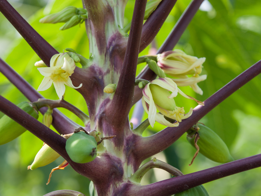 Propagación y polinización de la papaya