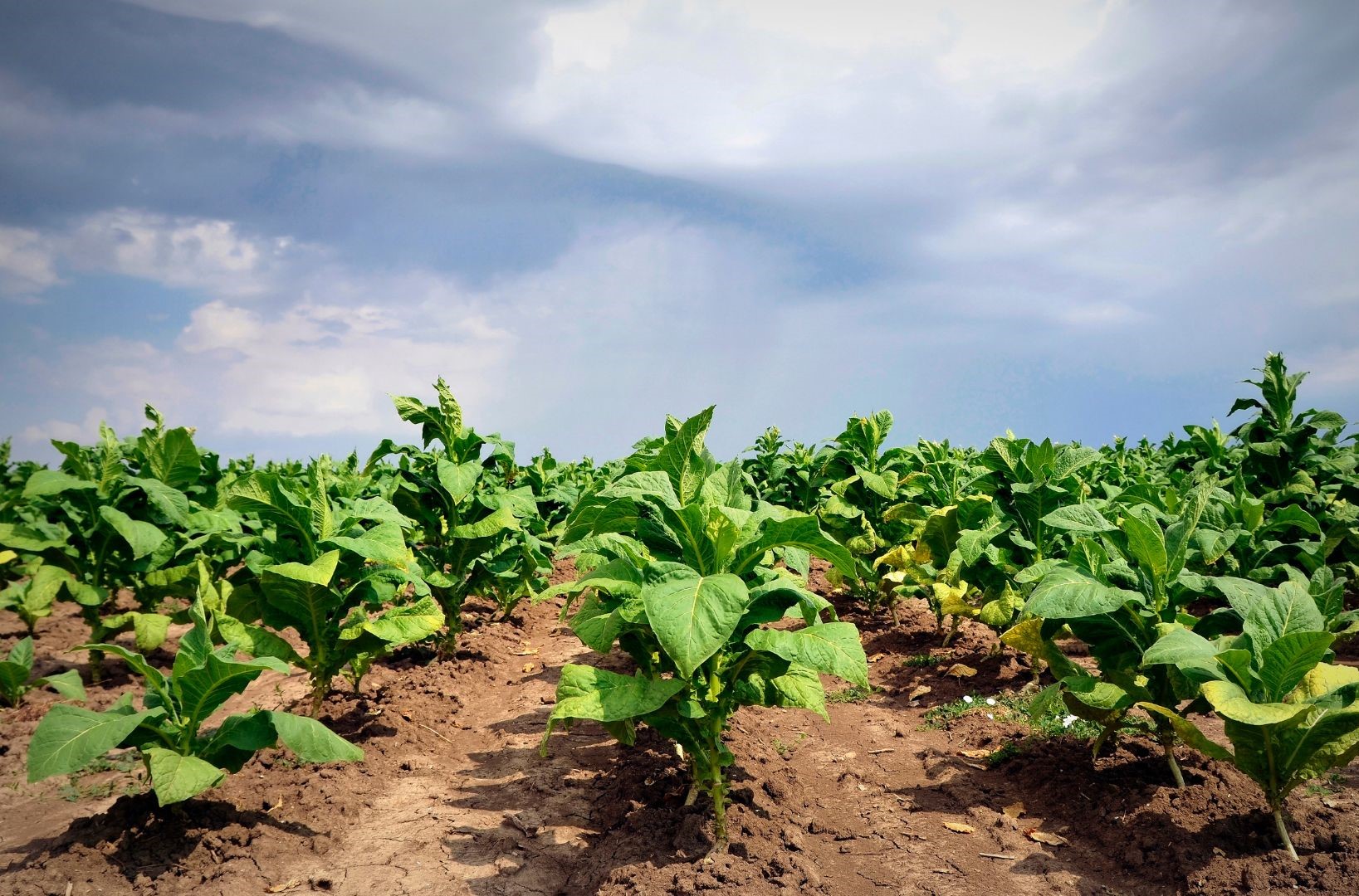 Что такое биостимуляторы? | Wikifarmer