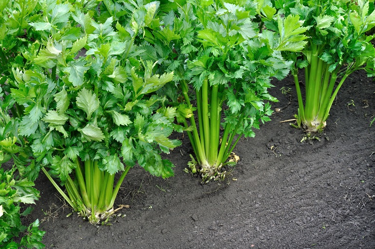 close-up of growing celery plantation अजवाइन उर्वरक आवश्यकताएँ