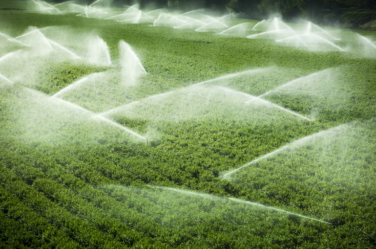 Irrigation sprinkler watering crops on fertile farm land अजवाइन की पानी की आवश्यकताएँ - अजवाइन की सिंचाई कैसे करें