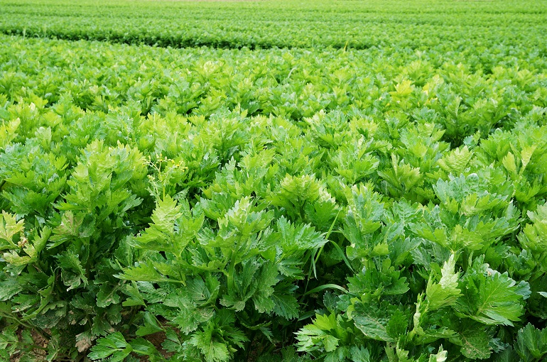 Celery plants on a field अजवाइन के कीट एवं रोग