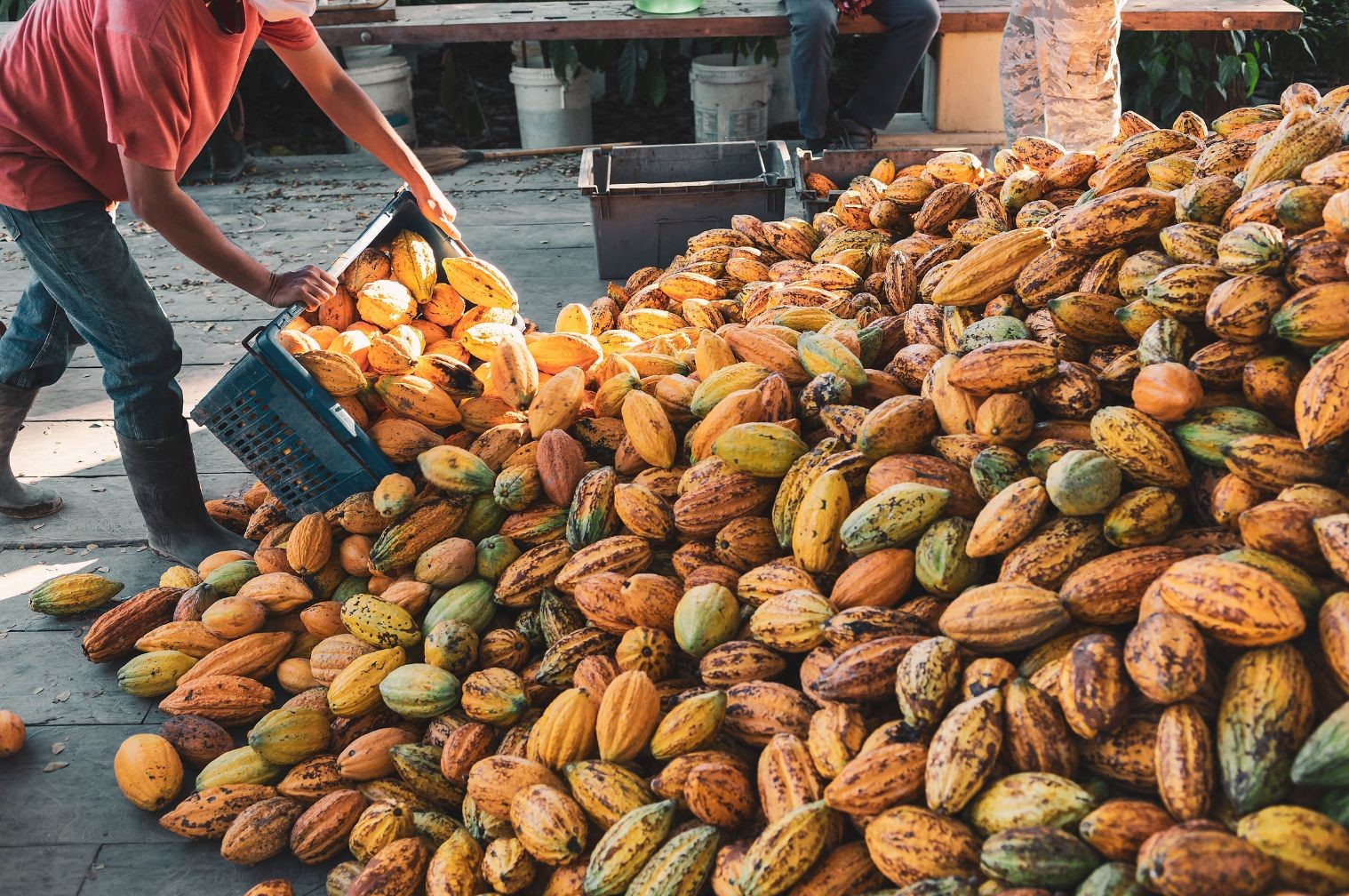 Cocoa Farmers' Livelihood Challenges in West African | Wikifarmer