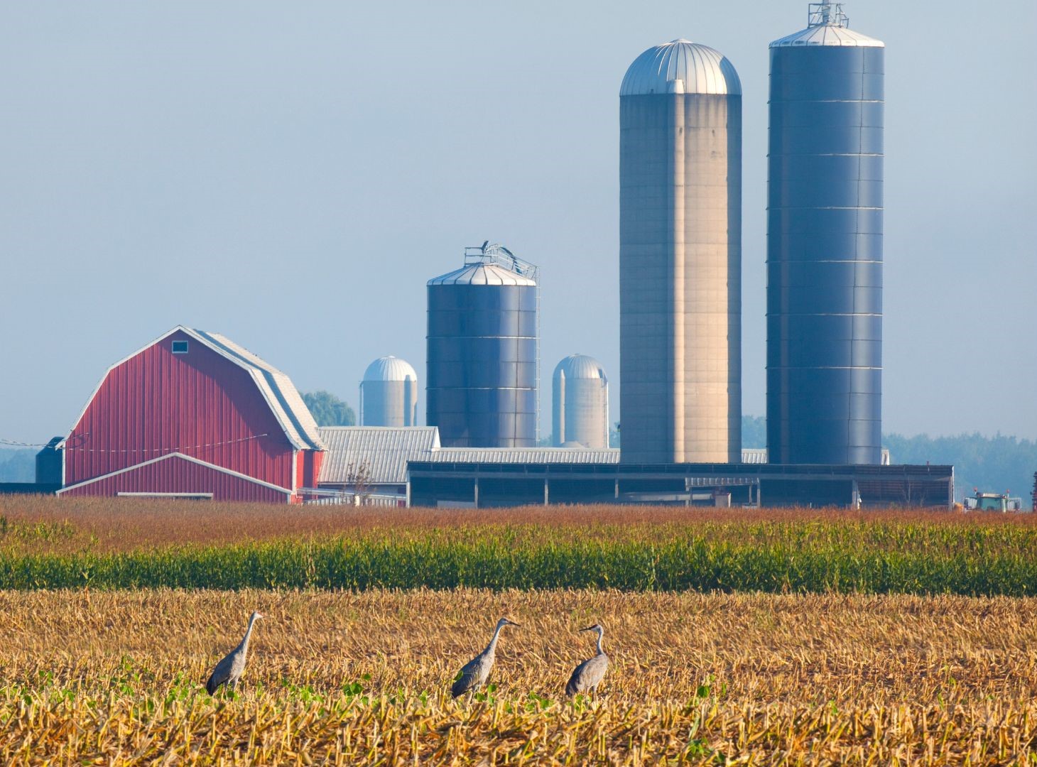 Birds: An Essential Player in the Agroecosystem Balance | Wikifarmer