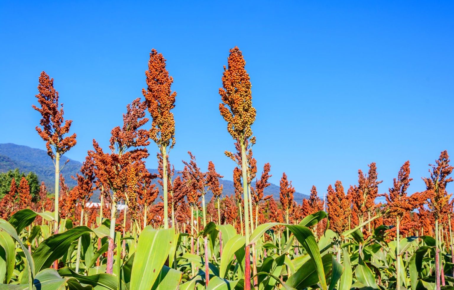 ¿Cuáles son los cultivos olvidados? | Wikifarmer