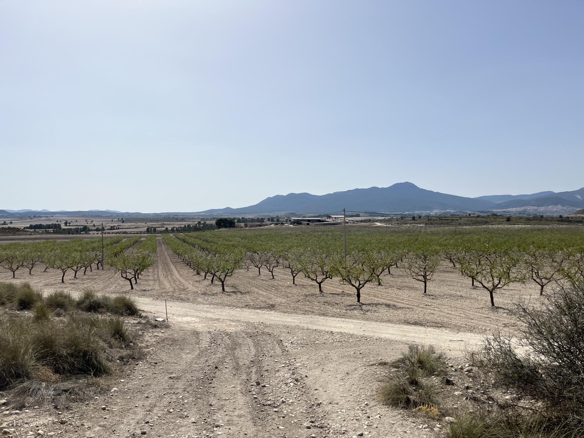 How to Combat Desertification and Drought with Regenerative Agriculture