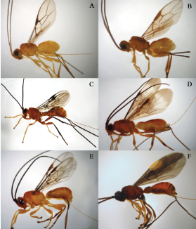 La mosca de la cereza (Rhagoletis cerasi): La plaga más importante del cerezo