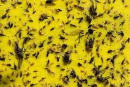 La mosca de la cereza (Rhagoletis cerasi): La plaga más importante del cerezo