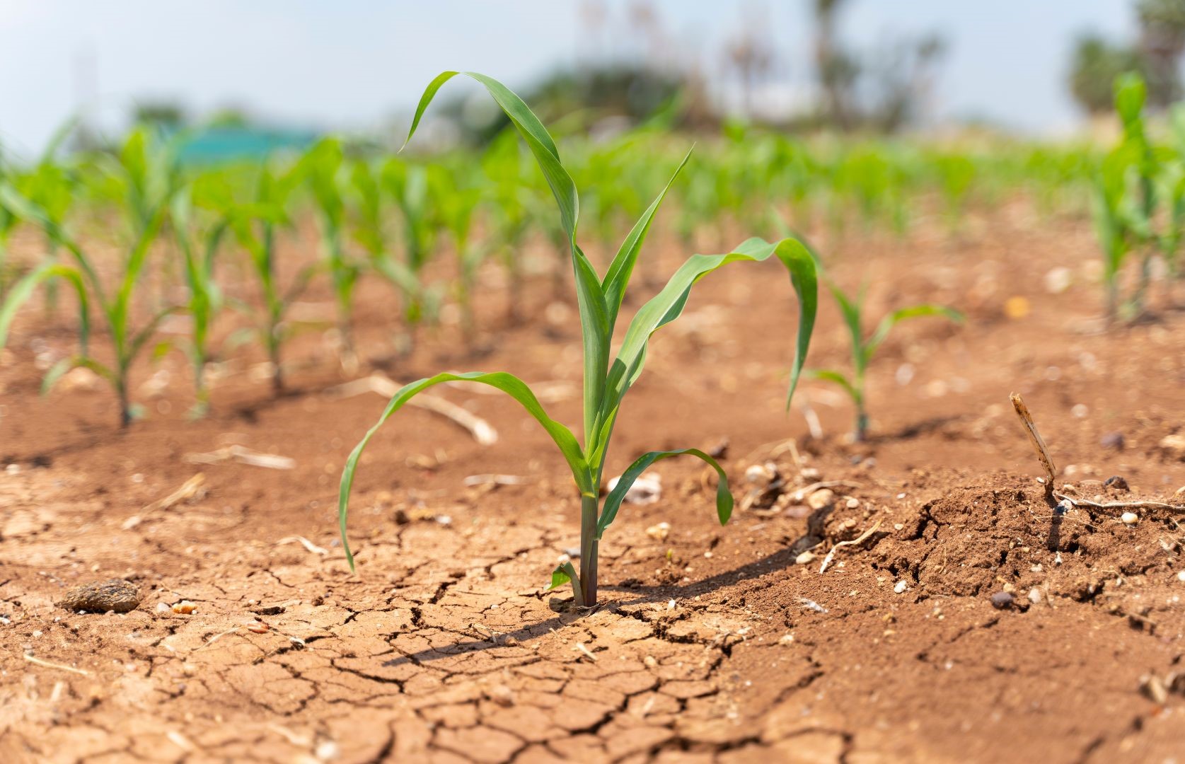 Green Farmer Story Presentation - 2 Las dos caras del cambio climático: ¿puede ofrecer alguna oportunidad?