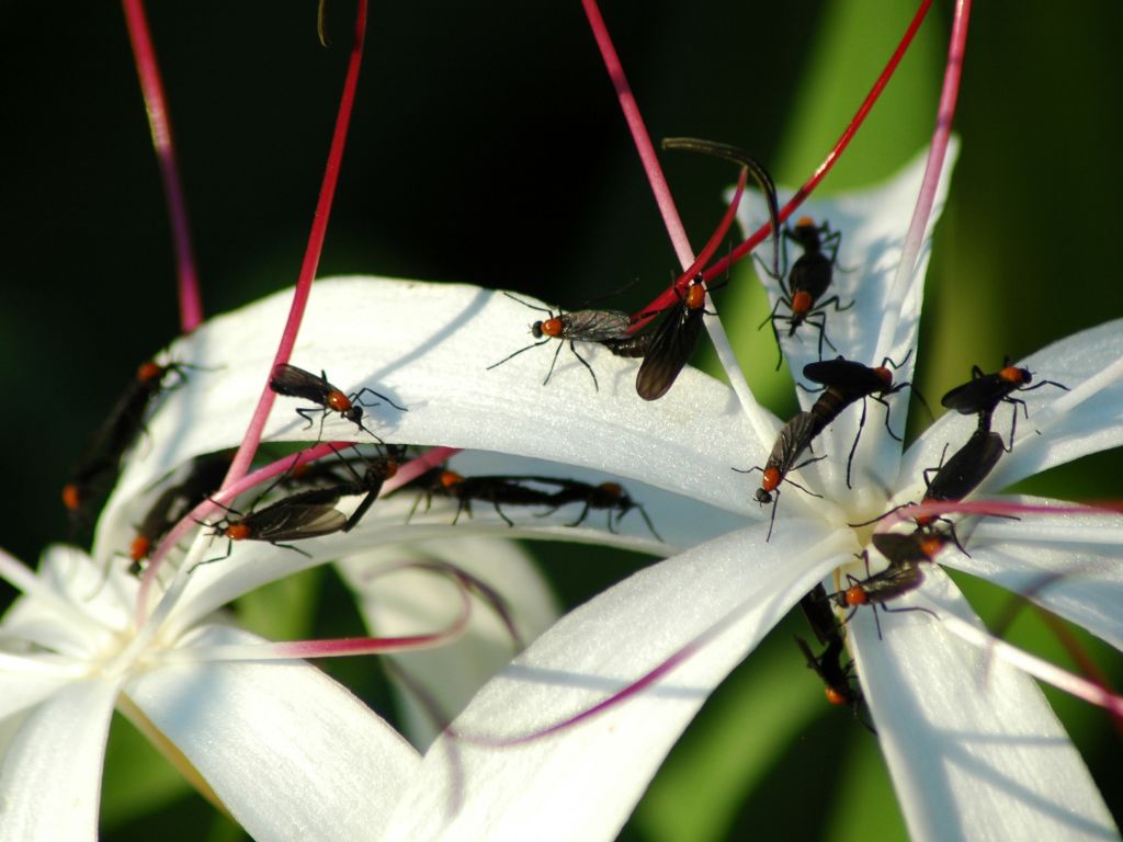 Love Bugs:ενδιαφέρουσες πληροφορίες και ο ρόλο τους στο οικοσύστημα
