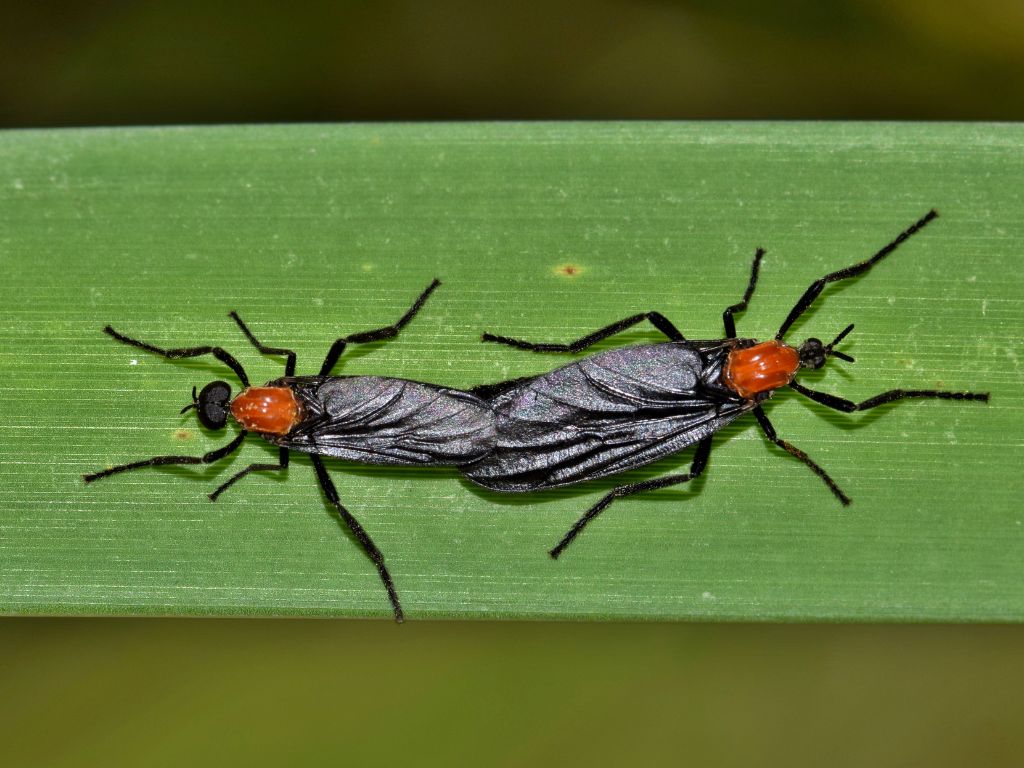 Love Bugs:ενδιαφέρουσες πληροφορίες και ο ρόλο τους στο οικοσύστημα