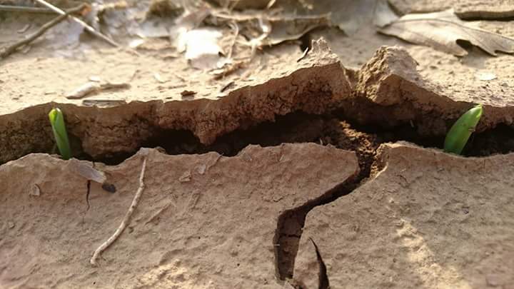 Mais Preparazione del terreno, requisiti del terreno e requisiti della semina.