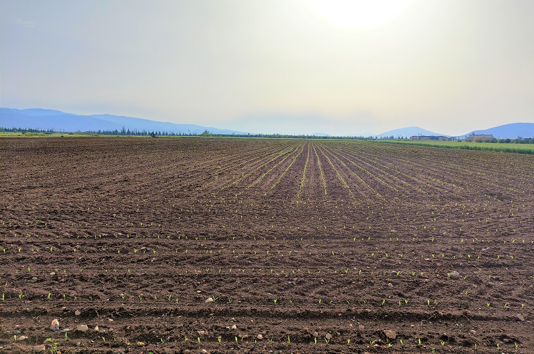 Mais Preparazione del terreno, requisiti del terreno e requisiti della semina
