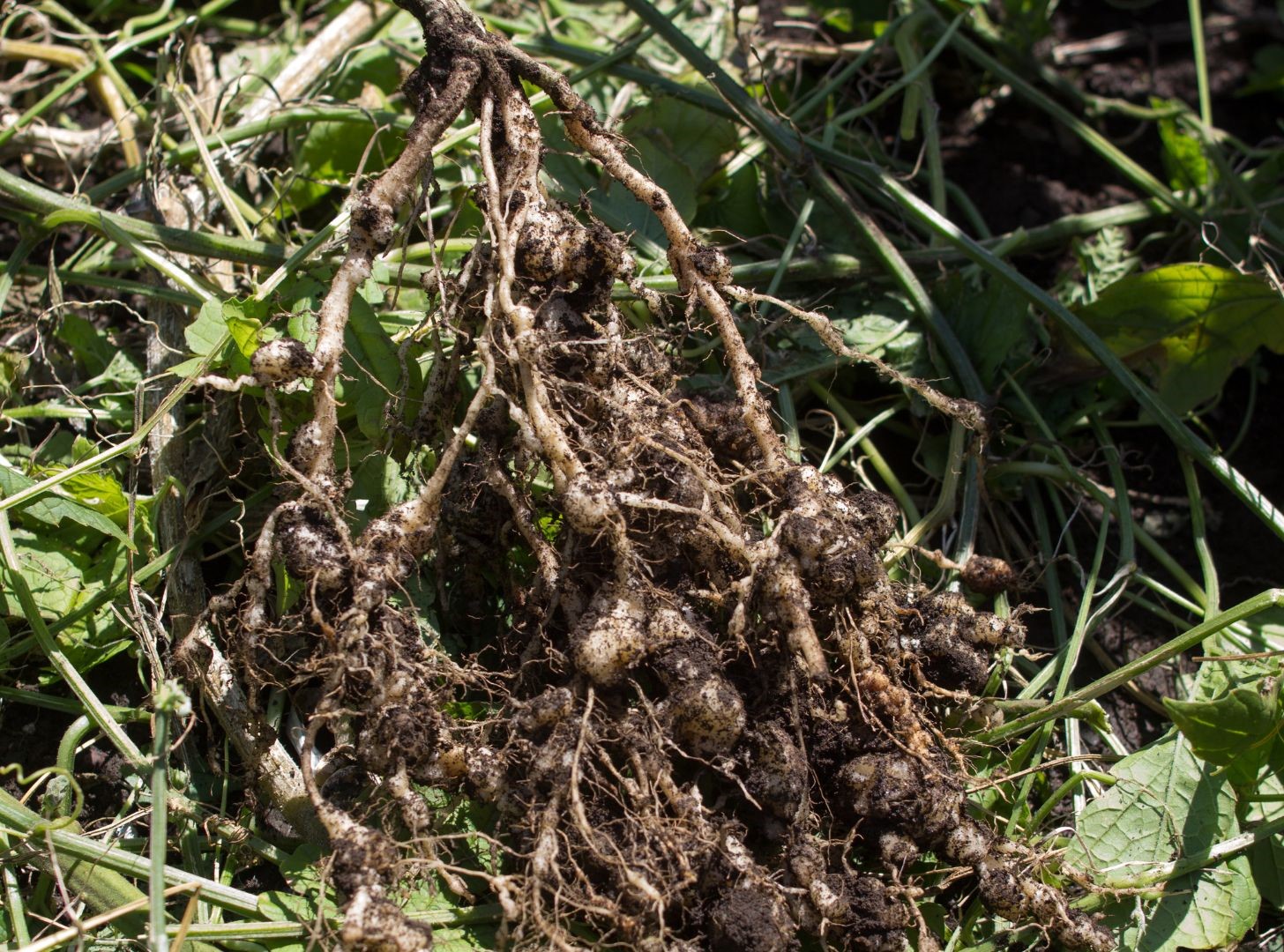 Nematodos parásitos de las plantas. Especies, diagnóstico y control