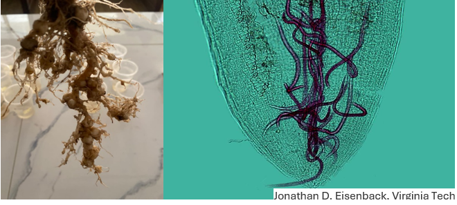 Nematodos parásitos de las plantas. Especies, diagnóstico y control