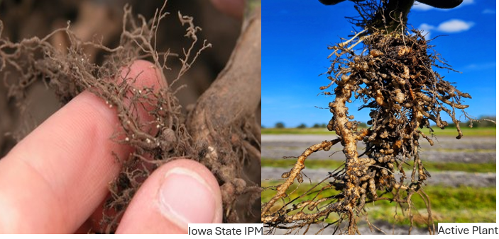 Nematodos parásitos de las plantas. Especies, diagnóstico y control