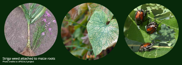 ¿Qué es una planta hospedadora?