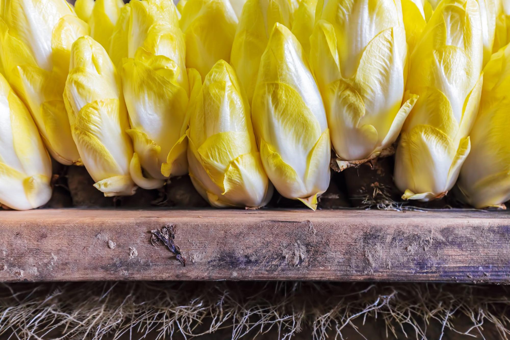 10 Faits intéressants sur l'endive et l'escarole